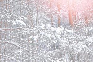 bosque en la escarcha. paisaje de invierno árboles cubiertos de nieve. foto