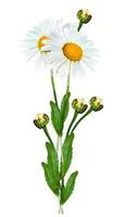daisies summer white flower isolated on white background photo