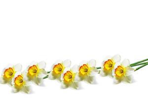 flores de primavera narciso aislado sobre fondo blanco foto