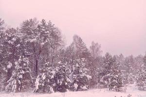 bosque en la escarcha. paisaje de invierno árboles cubiertos de nieve. foto