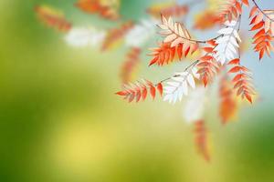 autumn landscape with bright colorful foliage. Indian summer. photo