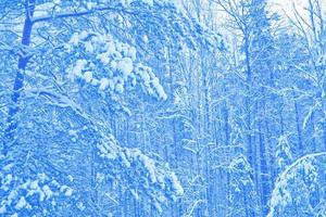 bosque de invierno congelado con árboles cubiertos de nieve. foto