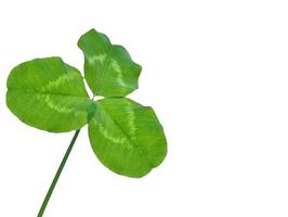 hojas de trébol verde aislado sobre fondo blanco. Día de San Patricio foto