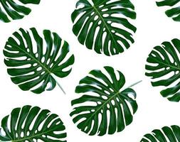 Floral background of green leaves of monsters and ferns photo