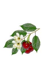 branch of berries cherries with leaves isolated on white background photo