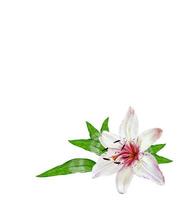 Flower lily isolated on white background. photo