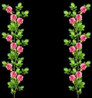 flower buds of roses isolated on black background photo