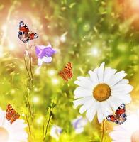 White daisy flowers on the background of the summer landscape. Butterflies. photo