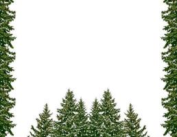 Snow covered trees. fir branch isolated on white background. photo