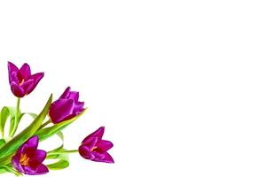 spring flowers tulips isolated on white background. photo