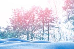 Frozen winter forest with snow covered trees. photo