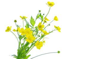 Yellow wildflowers buttercup isolated on white background. photo