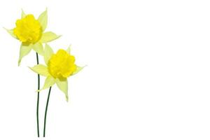 spring flowers narcissus isolated on white background photo