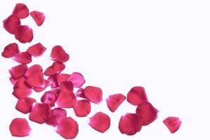 Red rose petals photo