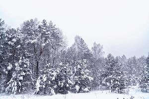 forest in the frost. Winter landscape. Snow covered trees. photo