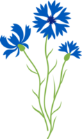 blaue Kornblume. Blume png