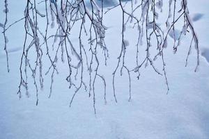 Frozen winter forest with snow covered trees. photo