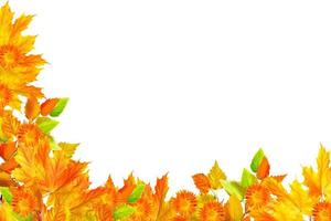 Bright colorful autumn foliage photo