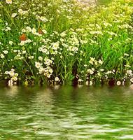 Blossoming field with daisies photo