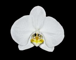 delicadas flores de orquídeas aisladas sobre fondo negro. foto