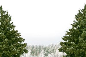 forest in the frost. Winter landscape. Snow covered trees. photo