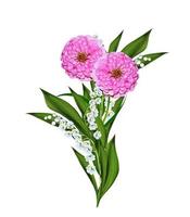 Autumn asters flower isolated on white background photo