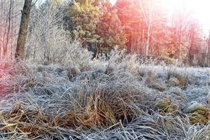 bosque de invierno paisaje de invierno árboles cubiertos de nieve foto