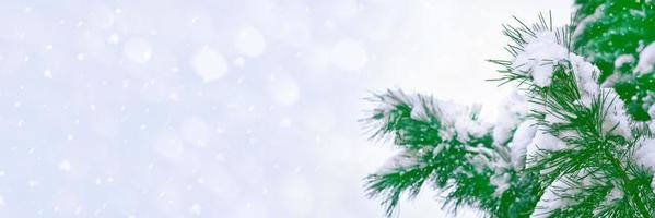 Frozen winter forest with snow covered trees. photo