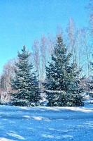 Frozen winter forest with snow covered trees. photo