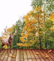 Animal Deer in the autumn forest in a landscape. photo