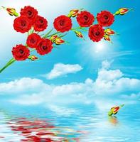 Branch red roses on a background of blue sky with clouds photo