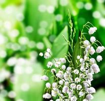 lily of the valley photo