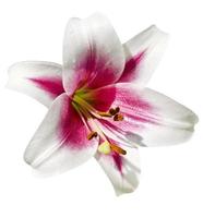 Flower lily isolated on white background. photo