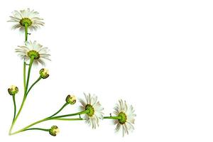 daisies summer flower isolated on white background. photo