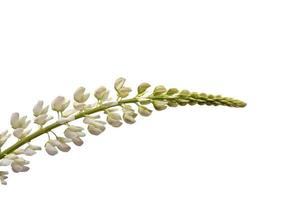 lupines beautiful flowers on a white background photo