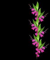 Delicate orchid flowers isolated on black background. photo