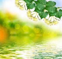 Sprig of flowering linden tree on the background of the spring landscape. photo