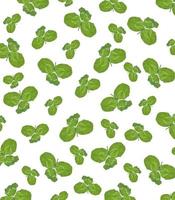 leaf clover on white background photo