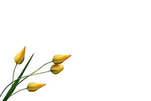 spring flowers tulips isolated on white background. photo