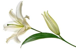 Flower lily isolated on white background. summer photo