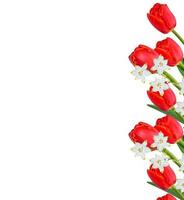 spring flowers tulips isolated on white background. photo