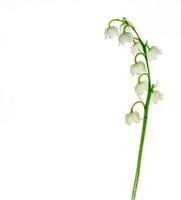 Lily of the valley flower on white background photo