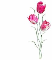 spring flowers tulips photo