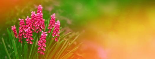 Spring flowers of hyacinth photo