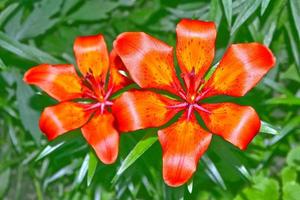Colorful bright lily flowers on a background of the summer landscape. photo