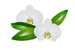Orchid flower isolated on white background. photo