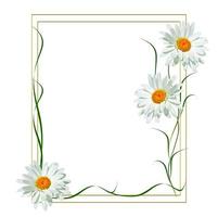 daisies summer flower isolated on white background. photo