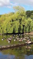 Gorgeous Aerial footage high angle Drone's View of Birds at lake of local public park, Cityscape and Landscape of England Great Britain drone's vertical camera footage