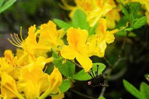 amarillo brillante rododendro lúteo o madreselva azalea. foto