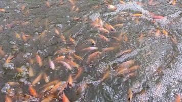 les petits tilapias se battent pour se nourrir dans un étang à poissons en utilisant la méthode d'élevage biofloc video